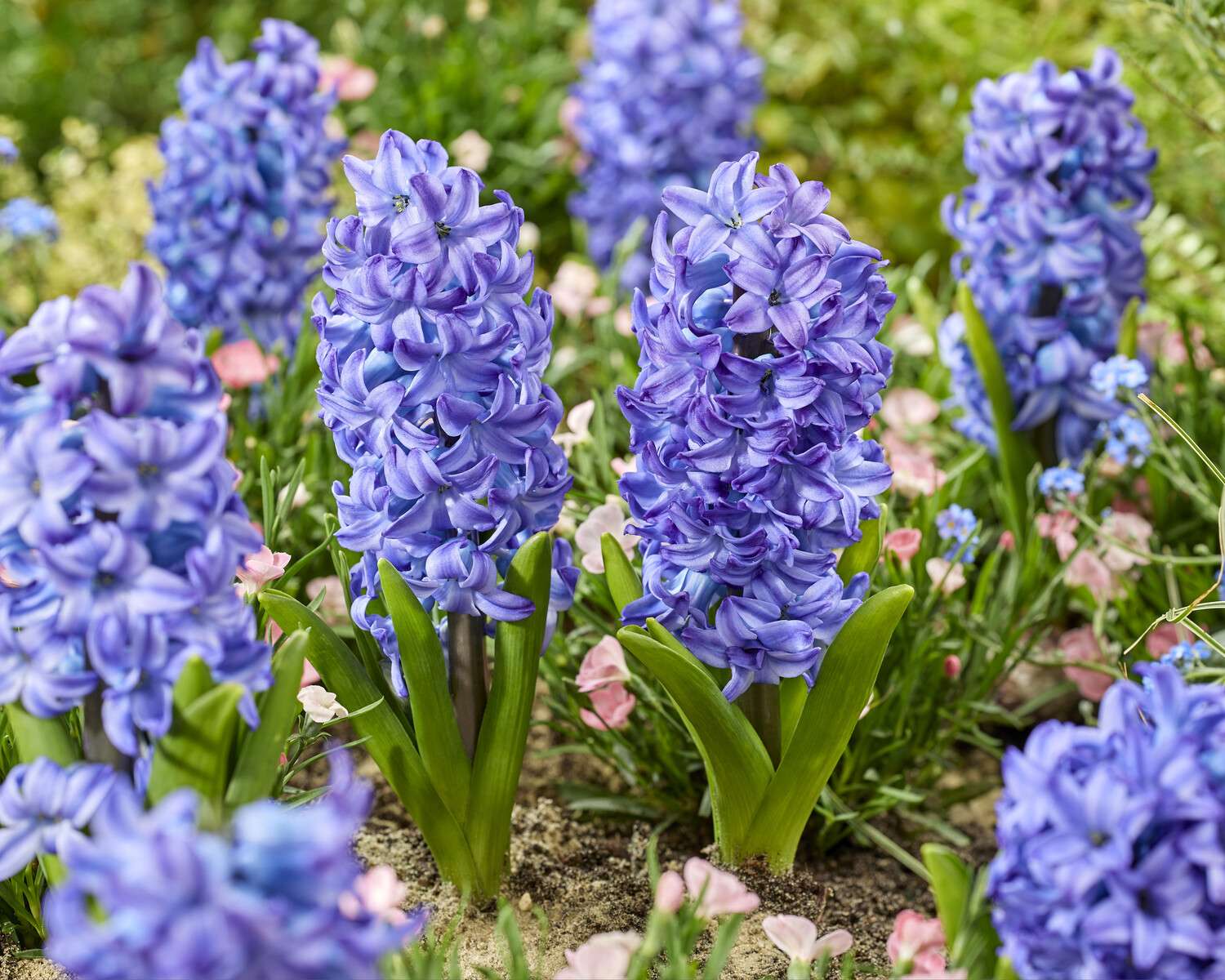 Hyacinth 'Aqua'